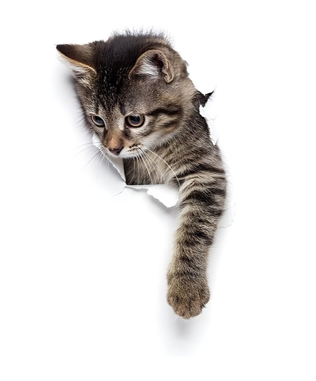 decoration image of a small kitten that tries to break through the screen